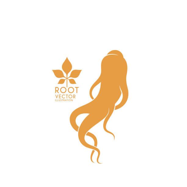 ilustraciones, imágenes clip art, dibujos animados e iconos de stock de ginseng. raíz aislada sobre fondo blanco - ginseng isolated root herbal medicine