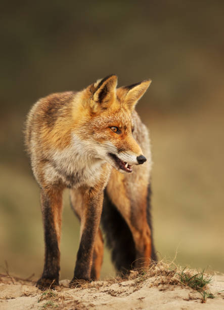 istock Close up of a Red fox in sand dunes 1174571170