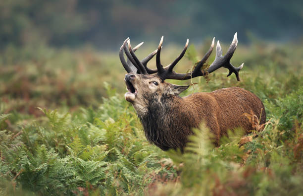 istock Red deer stag calling during rutting season in autumn 1174571207