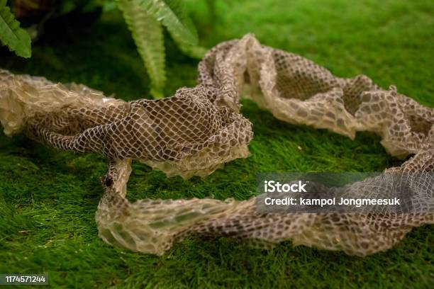 Python Moulting Python Molt On A Grass Focus Selective Stock Photo - Download Image Now ...