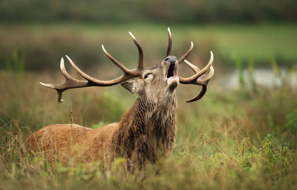 istock Red deer stag calling during rutting season in autumn 1174571254