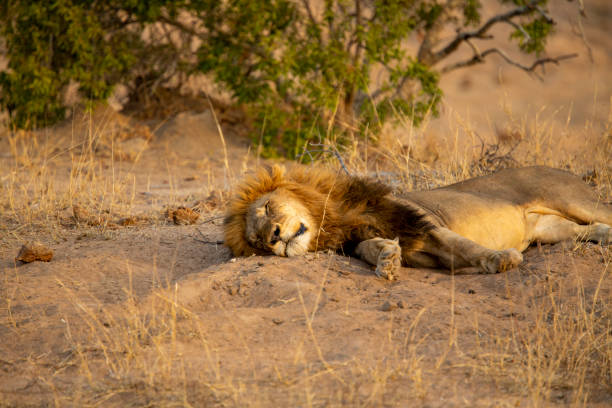 istock Large Male lion 1174571280