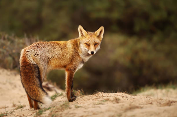 istock Close up of a Red fox in sand dunes 1174571283