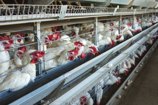 modern chicken farm for the breeding of white chickens and eggs, multi-level conveyor, indoor, copy space - agriculture chicken young animal birds imagens e fotografias de stock