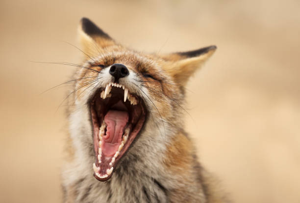 Portrait of a red fox yawning stock photo