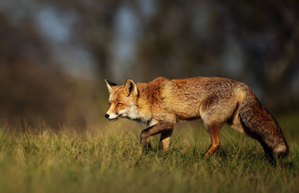 istock Close up of a red fox in the meadow 1174571346