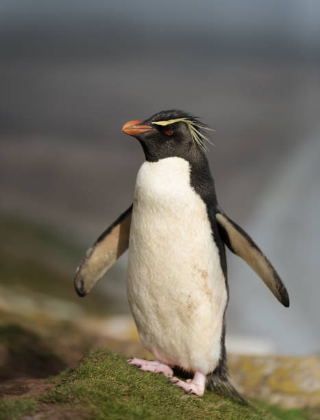 istock Southern rockhopper penguin standing on a coastline 1174571371