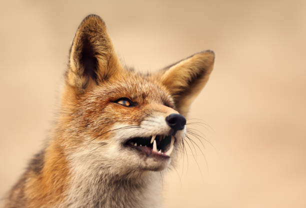 istock Portrait of a red fox against clear background 1174571378
