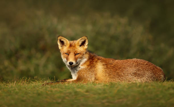 istock Close up of a Red fox lying on grass in summer 1174571399