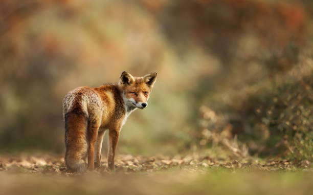 istock Close up of a red fox in the meadow 1174571402