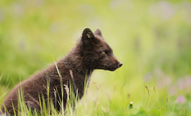 istock Arctic fox in the meadow in summer 1174572056