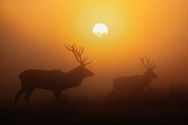 istock Silhouette of Red deer stags at sunrise 1174572109
