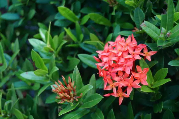 Photo of Red orange spike flower, King Ixora blooming in garden