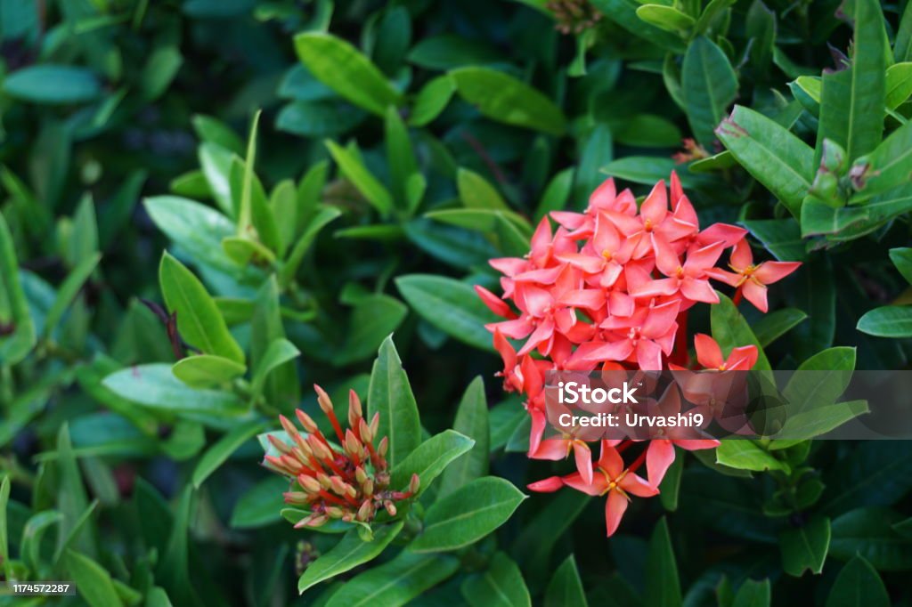 Foto de Flor Alaranjada Vermelha Do Ponto Rei Ixora Que Floresce No Jardim  e mais fotos de stock de Ixora - iStock