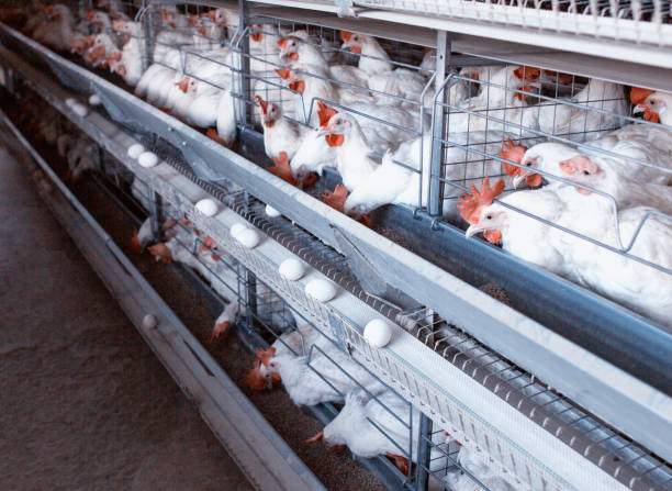 istock Modern New Poultry Breeding and Egg Production, copy space, chicken farm, organic 1174572294