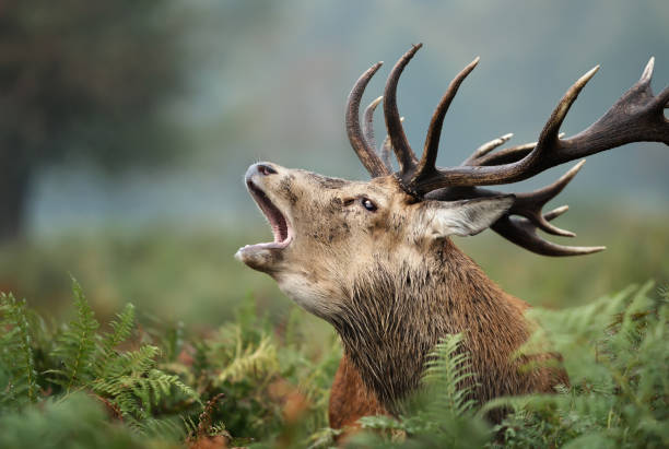 istock Red deer roaring during rutting season in autumn 1174572314