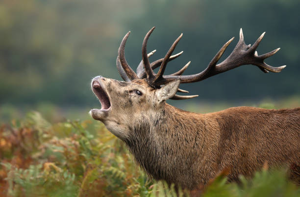 istock Red deer roaring during rutting season in autumn 1174572337