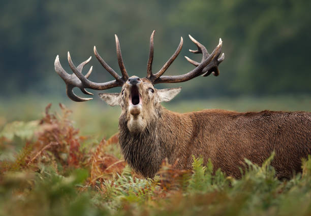 istock Red deer roaring during rutting season in autumn 1174572475