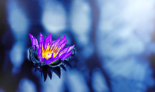 fiore di loto viola in uno stagno sulla superficie dell'acqua da vicino - lotus single flower water lily water foto e immagini stock