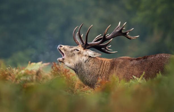 istock Red deer roaring during rutting season in autumn 1174572518