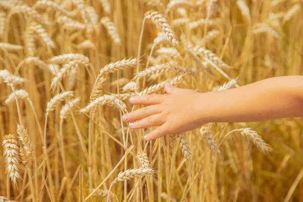 istock A child in a wheat field. Selective focus. 1174572540