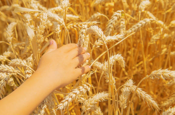 istock A child in a wheat field. Selective focus. 1174572551