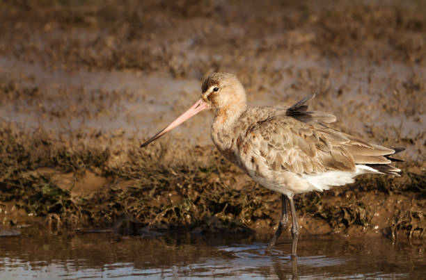 istock Close up of a Black-tailed godwit in water 1174572566
