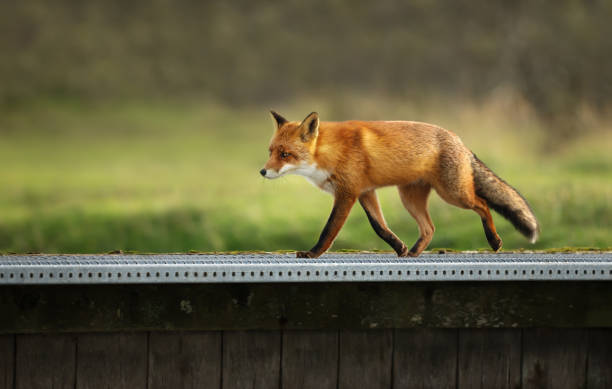 istock Close-up of a Red fox crossing a small bridge 1174572625