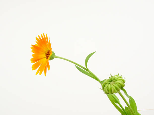 Pot marigold Flower, Calendula officinalis, isolated on a white background Pot marigold Flower, Calendula officinalis, isolated on a white background pot marigold stock pictures, royalty-free photos & images