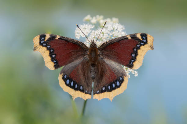 istock The mourning cloak known as Camberwell beauty (Nymphalis antiopa) 1174573668