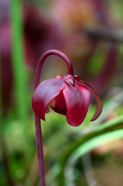 Carnivorous plant garden Sydney, Australia