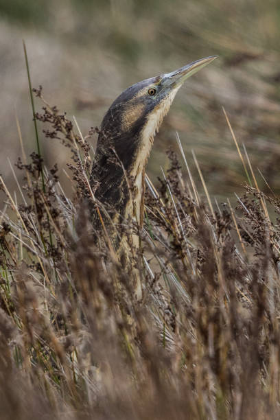 istock Australasian Bittern in New Zealand 1174574129