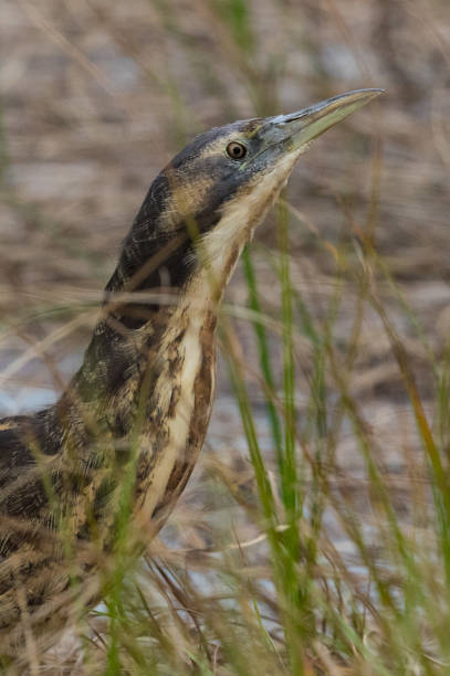 istock Australasian Bittern in New Zealand 1174574155