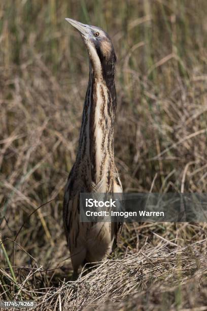 Australasian Bittern In New Zealand Stock Photo - Download Image Now - Australasia, Animal, Animal Wildlife