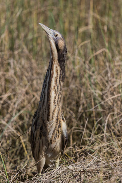 istock Australasian Bittern in New Zealand 1174574309