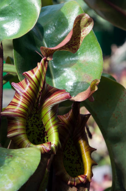 istock Hanging pitcher plant pod with striped collar 1174574901