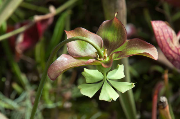 istock Sarracenia or pitcher plant flower 1174575071