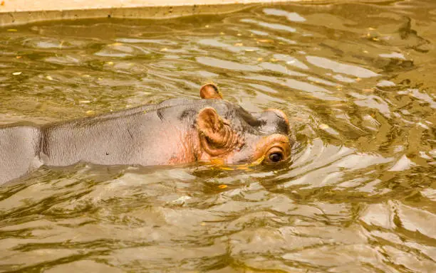 Photo of Hippopotamus swims in a swamp