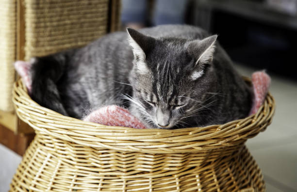 istock Abandoned cats in shelter 1174578853