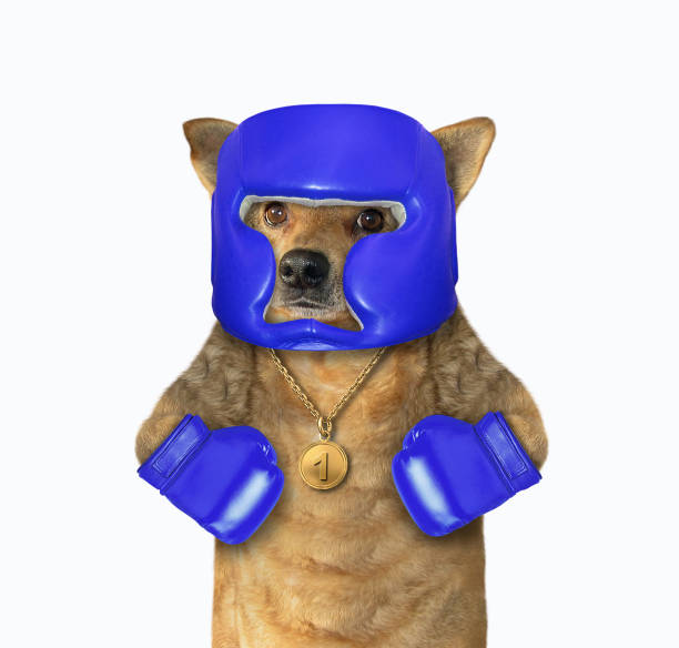 istock Dog boxer with a medal 2 1174579939