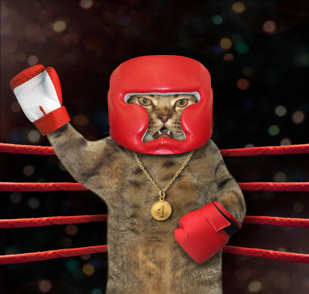 The cat boxer in a red helmet and gloves is standing in the corner of a boxing ring with a raised paw.