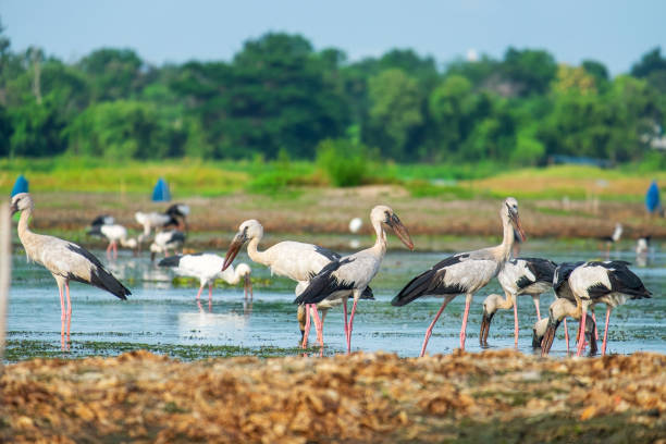 istock Openbill stork is a large bird on the lake in Thailand. 1174585856