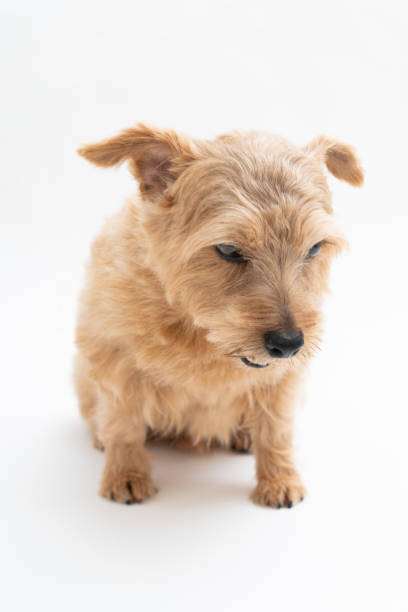 istock Norfolk Terrier dog isolated on white background 1174585924