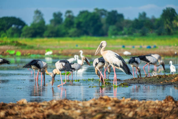 istock Openbill stork is a large bird on the lake in Thailand. 1174587179