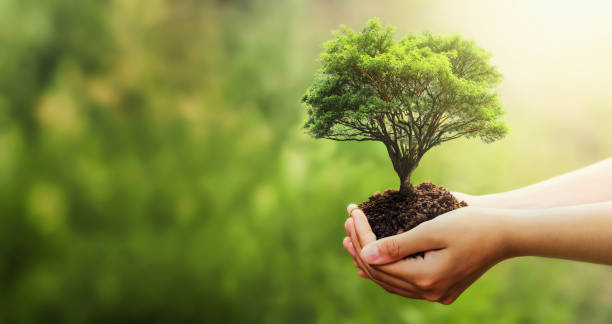 istock hand holding tree on blur green nature background. concept eco earth day 1174588336