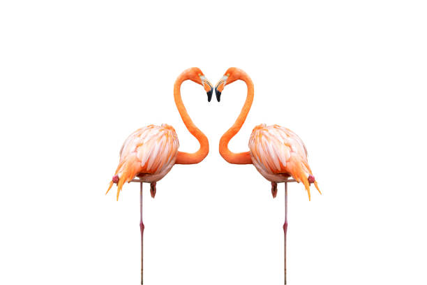istock Flamingo showing love care on white background with clipping path. 1174588796
