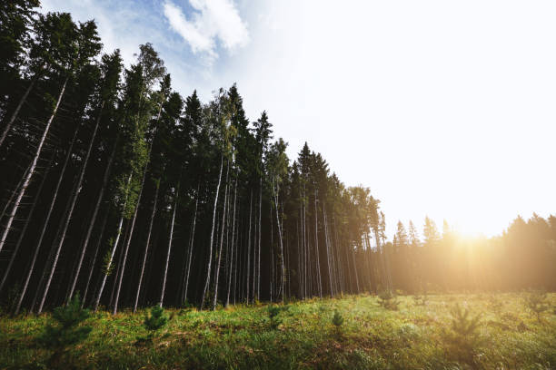 istock Summer countryside landscape 1174589370
