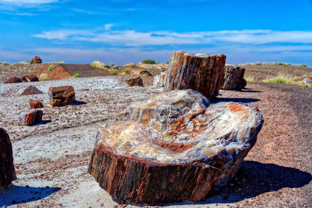 madeira petrificada no parque nacional da floresta petrified, o arizona - petrified forest national park - fotografias e filmes do acervo