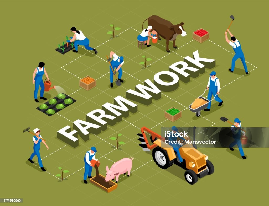 Farm Workflow Farm Work Isometric Flowchart Stock Illustration - Download Image Now ...