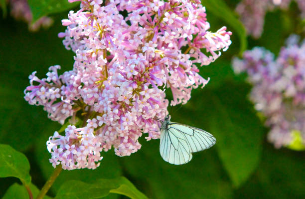 Flying insect of the Lepidoptera in the wild. Horizontal blurred image. Selective focus.